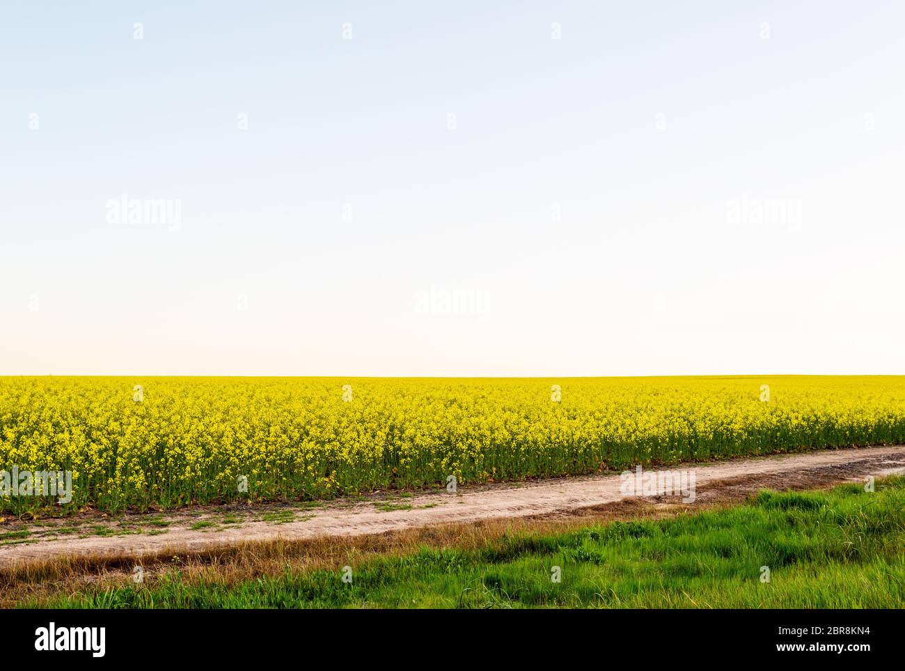 Yellow canola field in Western Australia Stock Photo