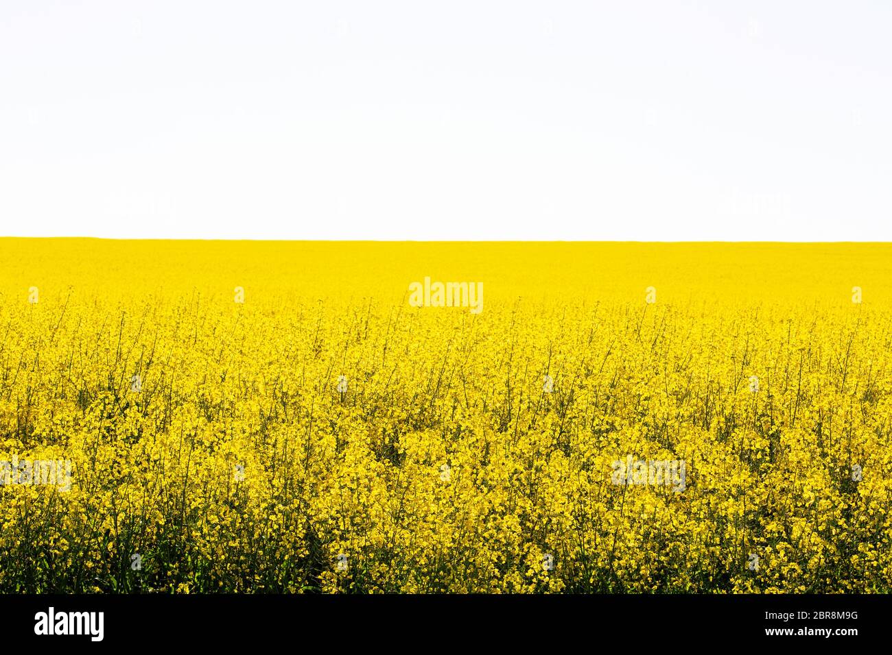 Yellow canola field in Western Australia Stock Photo