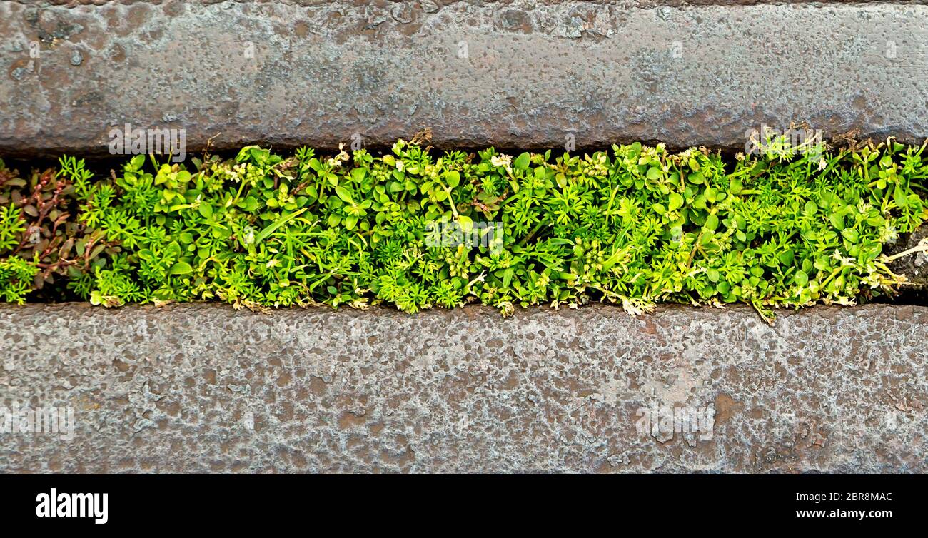 weeds growing in a gap between concrete. abstract image with copy space for background Stock Photo