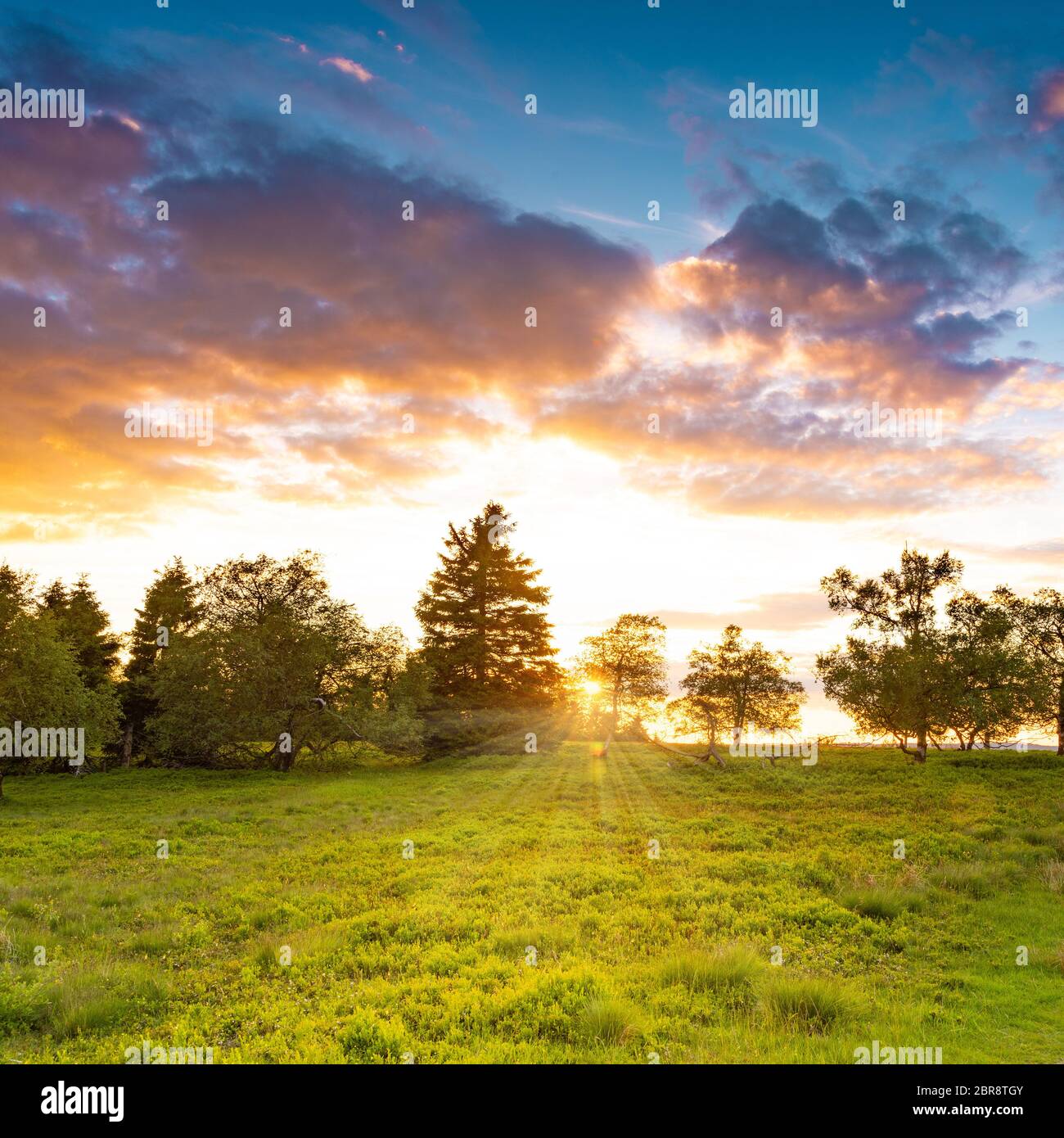 Sauerland rothaar hi-res stock photography and images - Alamy