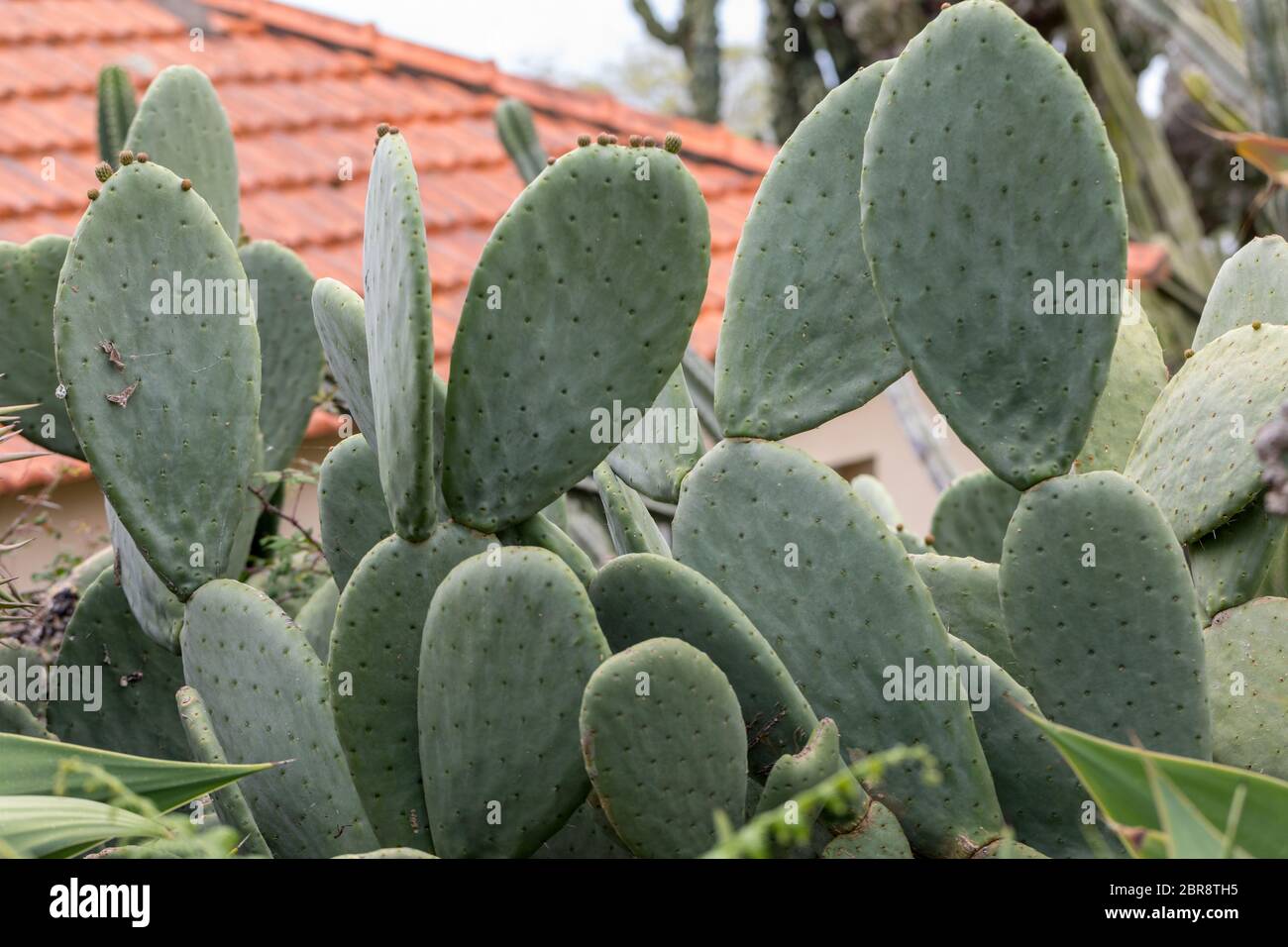 Opuntia vulgaris is a species of cactus that has long been a domesticated crop plant important in agricultural economies throughout arid and semiarid Stock Photo
