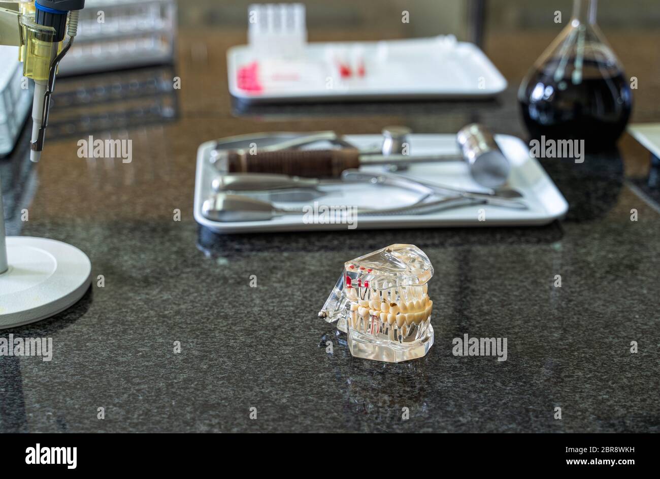 Artificial human jaw with tooth and surgical tools set on laboratory worktop, lab equipment and