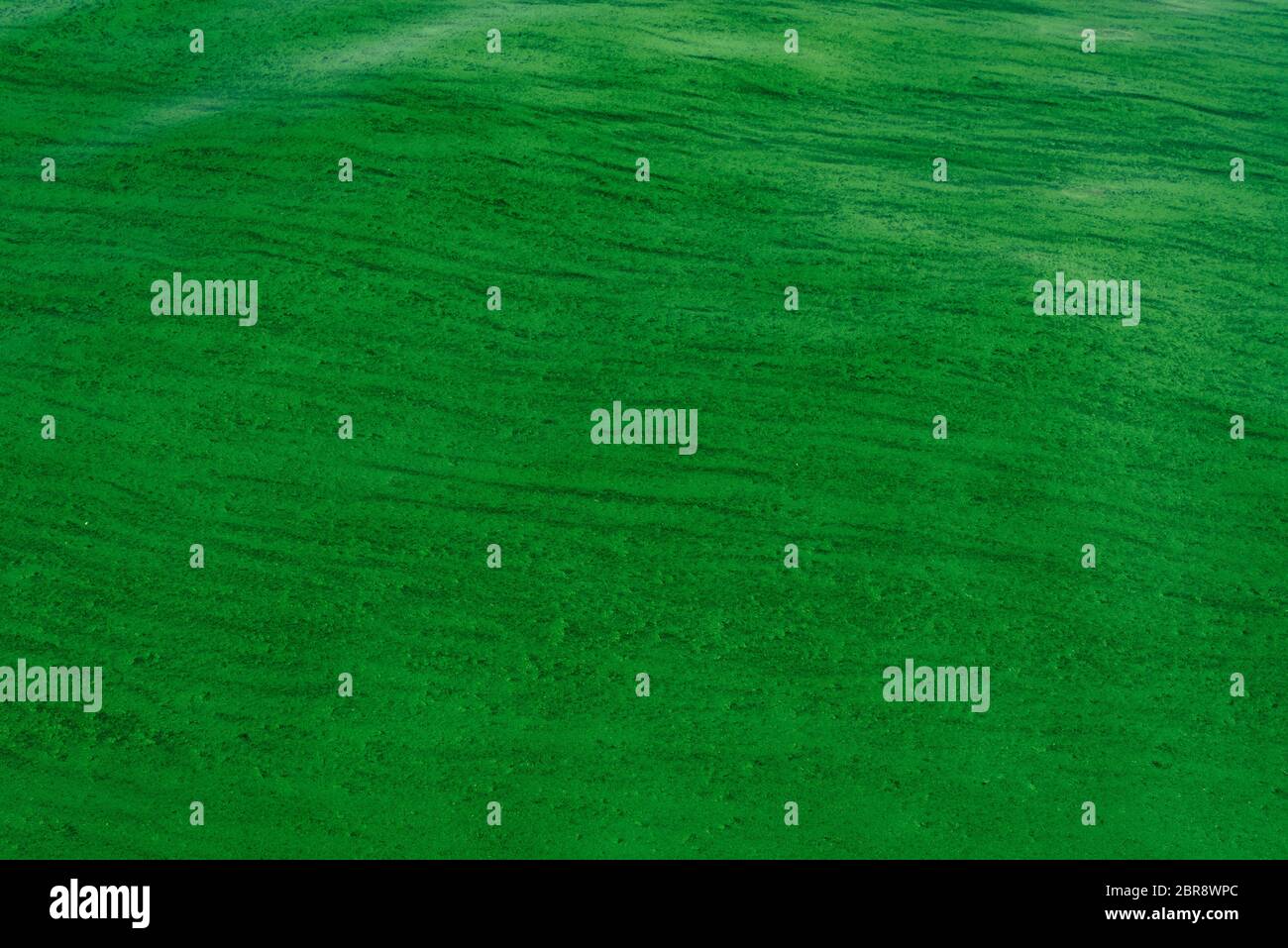 Background of the smooth ripples on the water surface with green algae ...