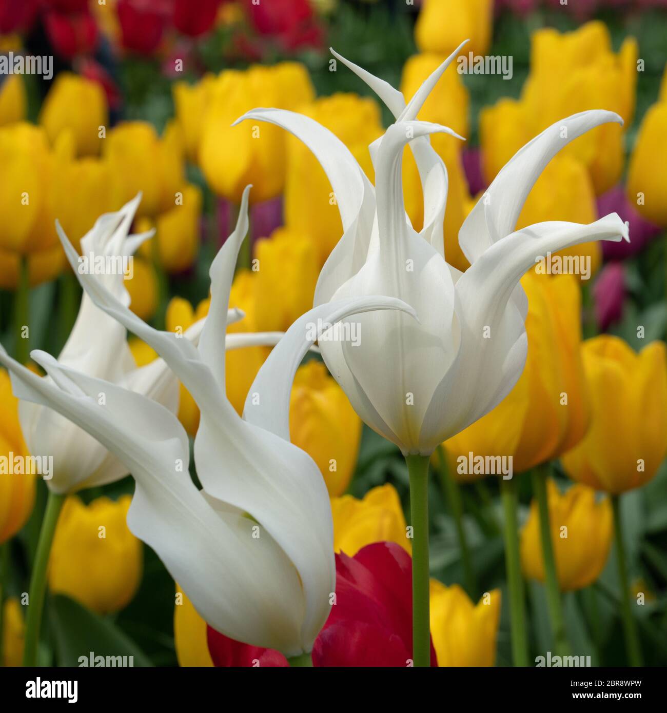 Tulip (Tulipa), close up of the flower of spring Stock Photo - Alamy