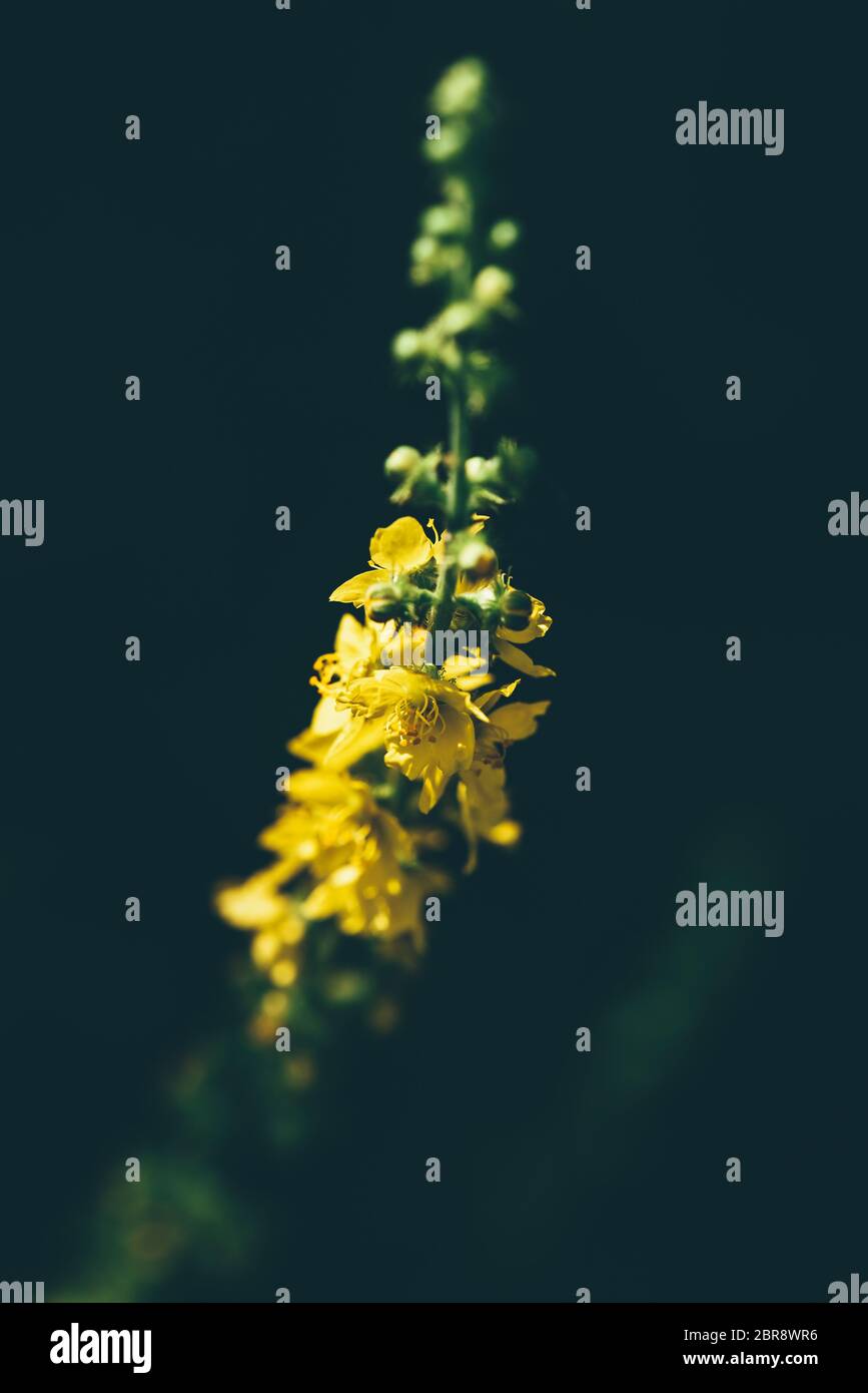 Stalk with yellow tiny flowers on dark blurred background Stock Photo