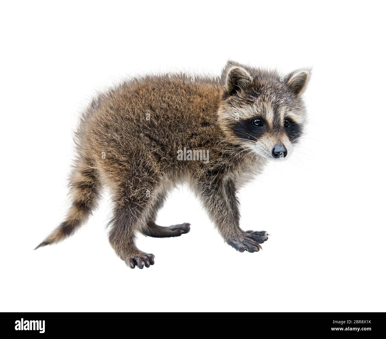 Baby Raccoon walking side view isolated on white background Stock Photo