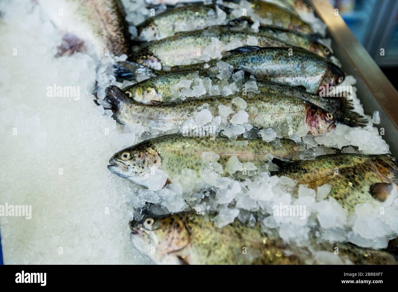Freshwater salmon on ice at fish market Stock Photo - Alamy