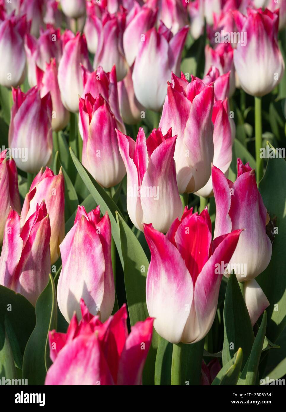 Tulip (Tulipa), close up of the flower of spring Stock Photo - Alamy