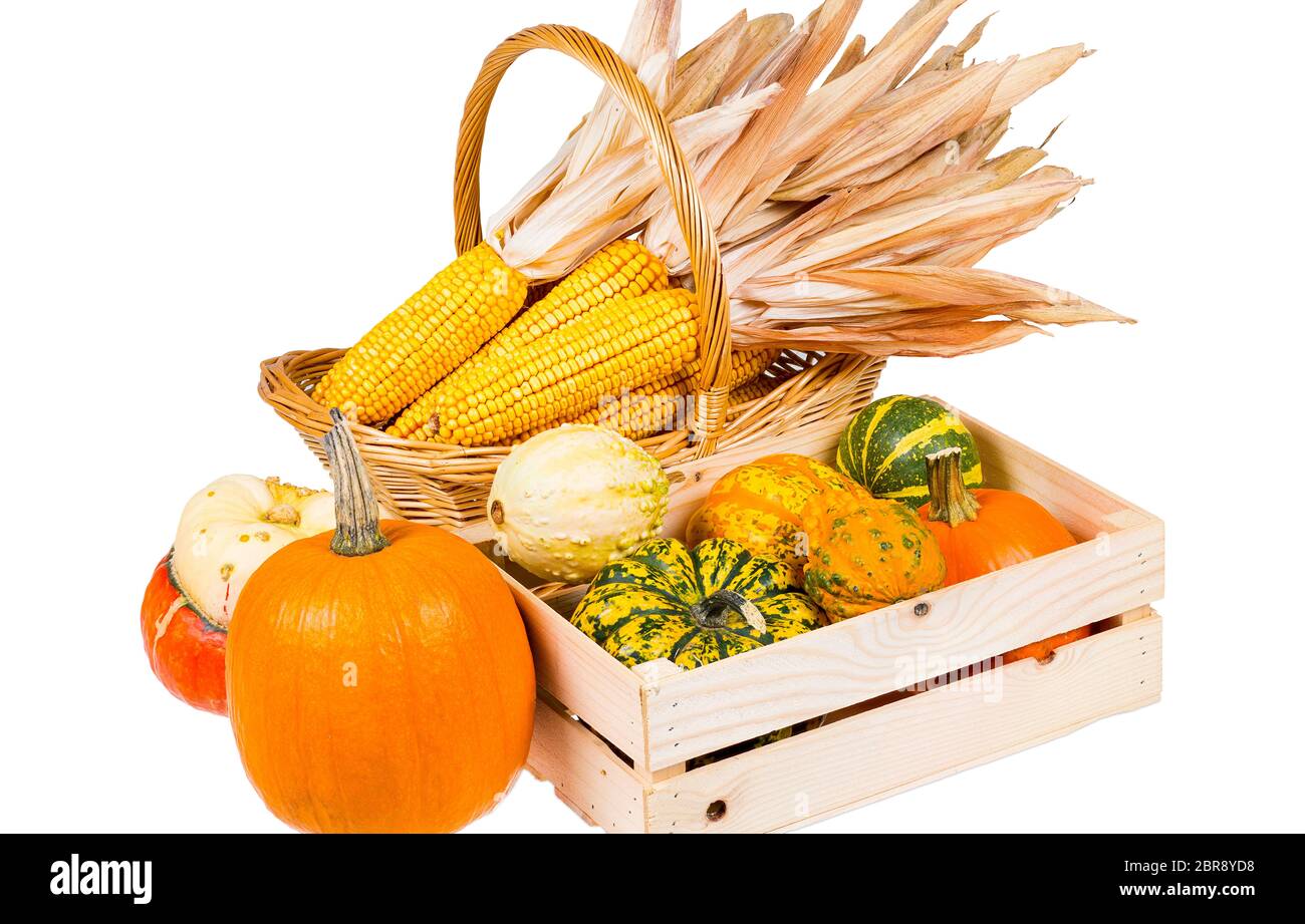 A wooden box with many colourful pumpkins and a basket with corncobs isolated on a white background Stock Photo