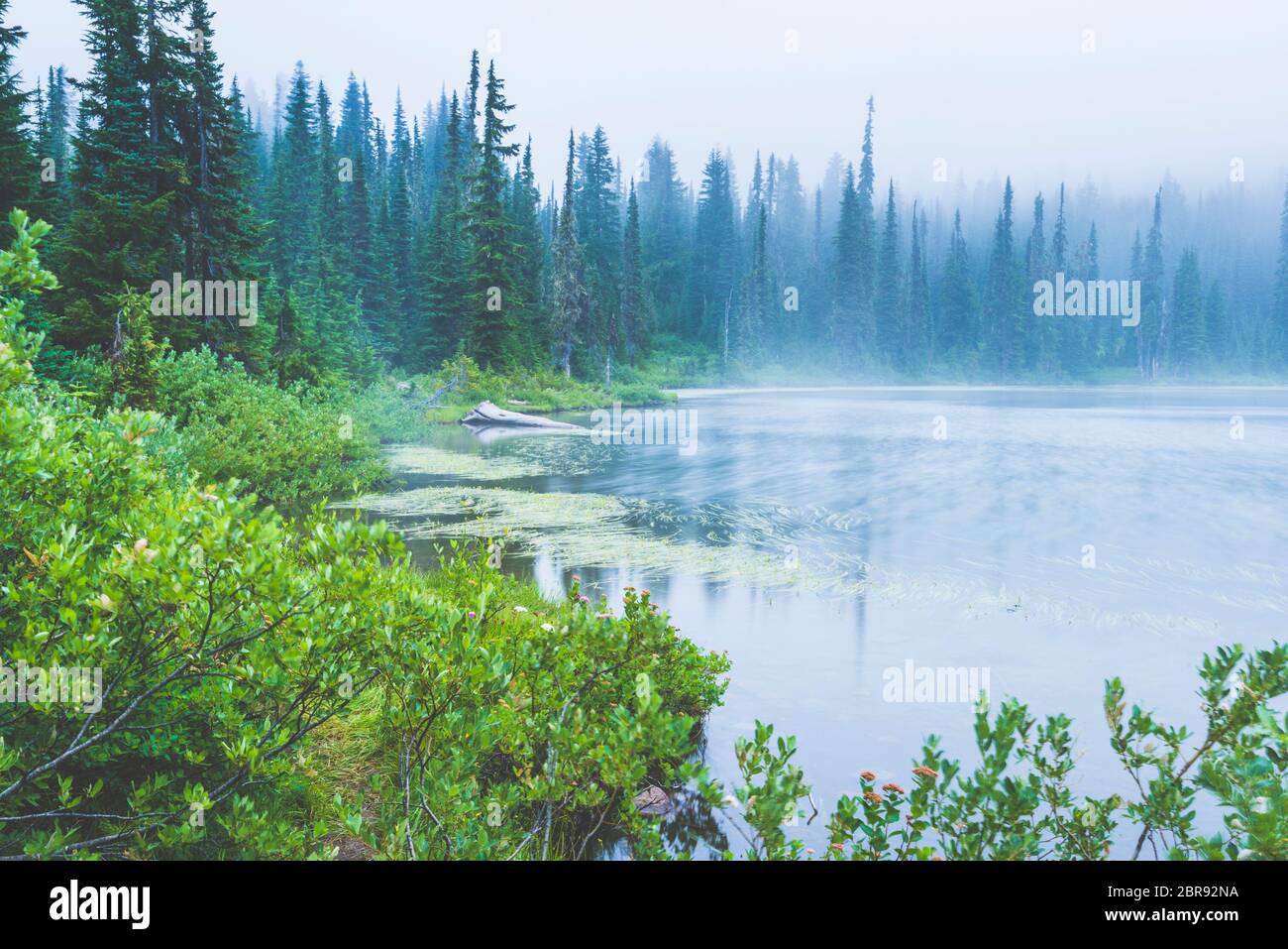 lake in the forest with a lot of fog Stock Photo - Alamy