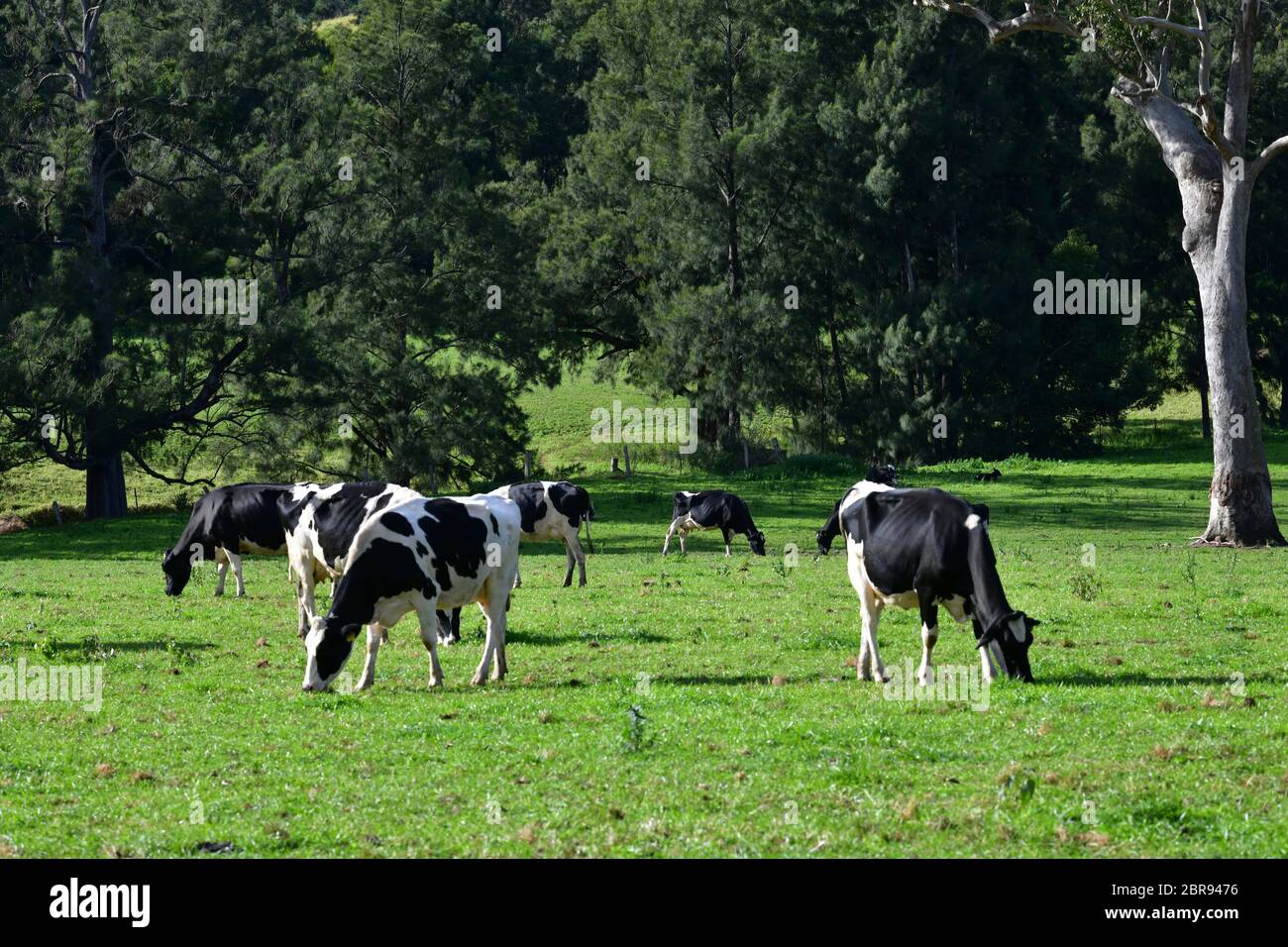 Cows in new south wales hi-res stock photography and images - Alamy