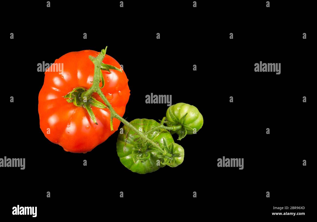 Oxheart tomato is a large beefsteak type tomato, resembling an ox heart, which is a sweet red fruit low in seeds, on a black background Stock Photo