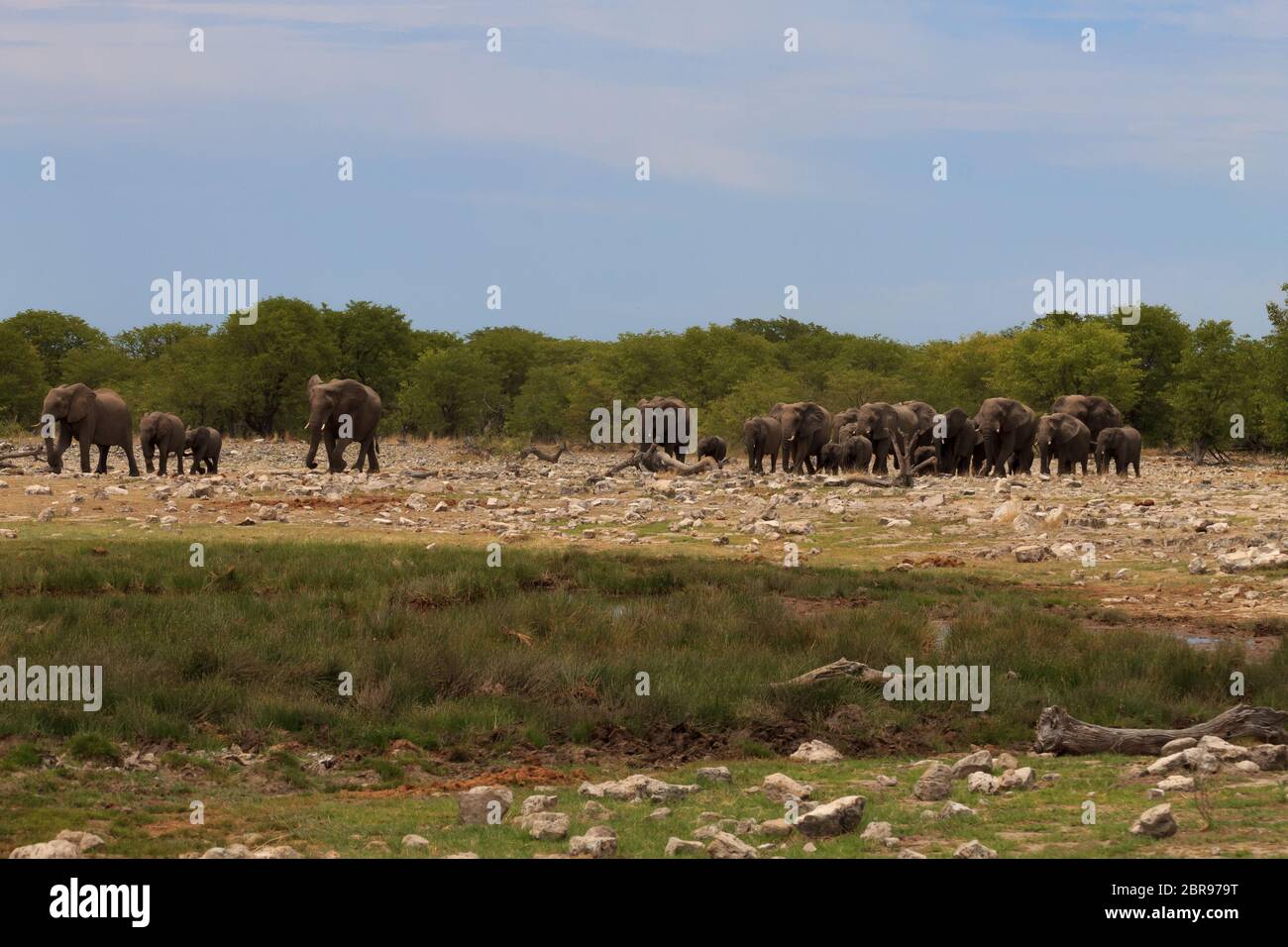 Herd of elephants from Etosha National Park, Namibia Stock Photo