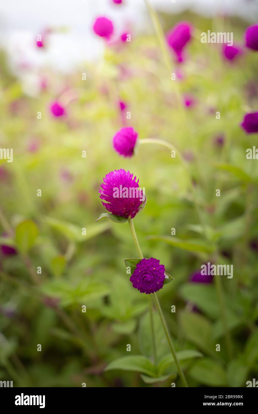 The background image of the colorful flowers, background nature Stock ...