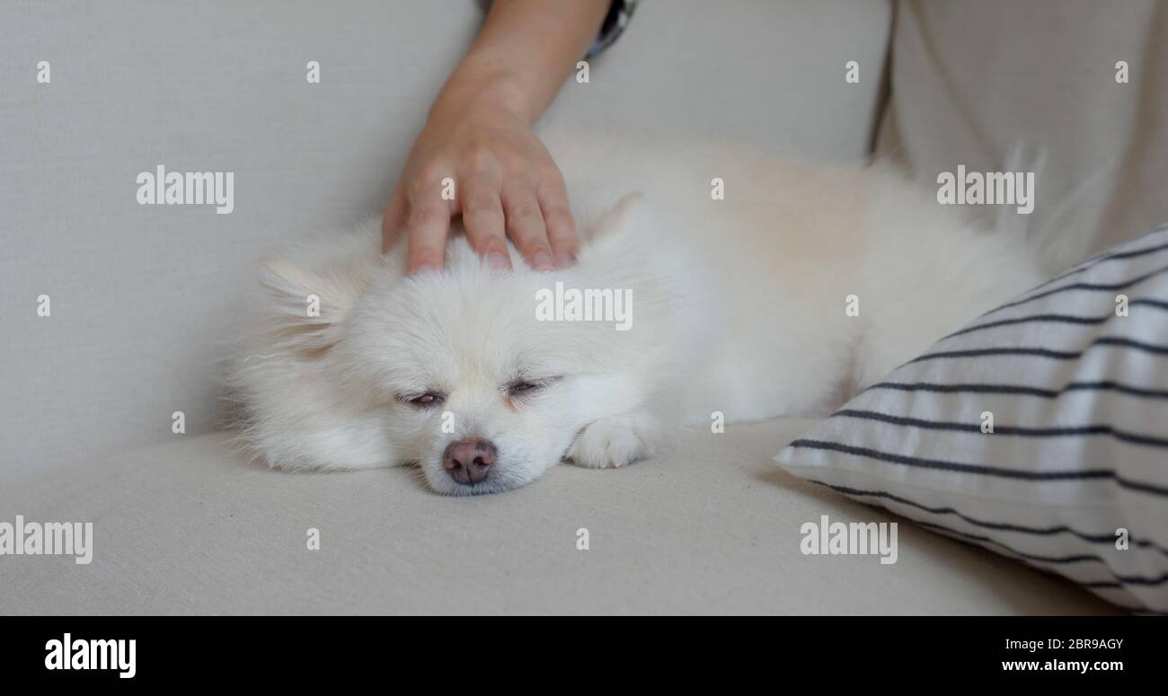 Pet owner caress on her Pomeranian dog Stock Photo - Alamy
