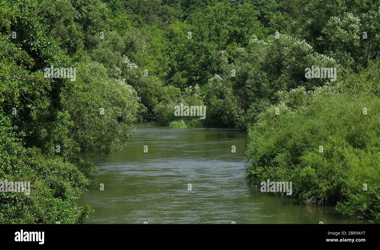Wie im Urwald wirkt dieser Blick in den Fluss begleitenden Auwald an der Ruhr im Naturpark Arnsberger Wald bei Arnsberg im Hochsommer. Naturschutzgebi Stock Photo