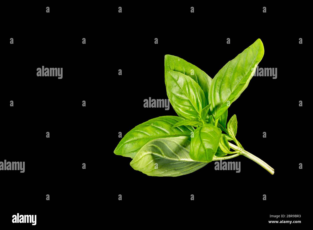 Basil (Ocimum basilicum), also called sweet basil or Genovese basil, is