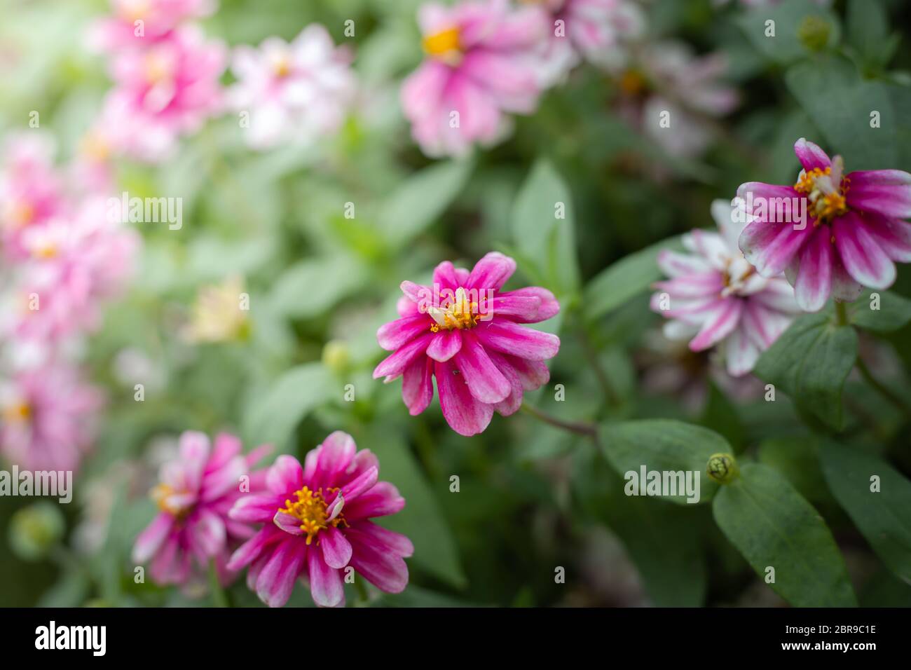 The background image of the colorful flowers, background nature Stock ...