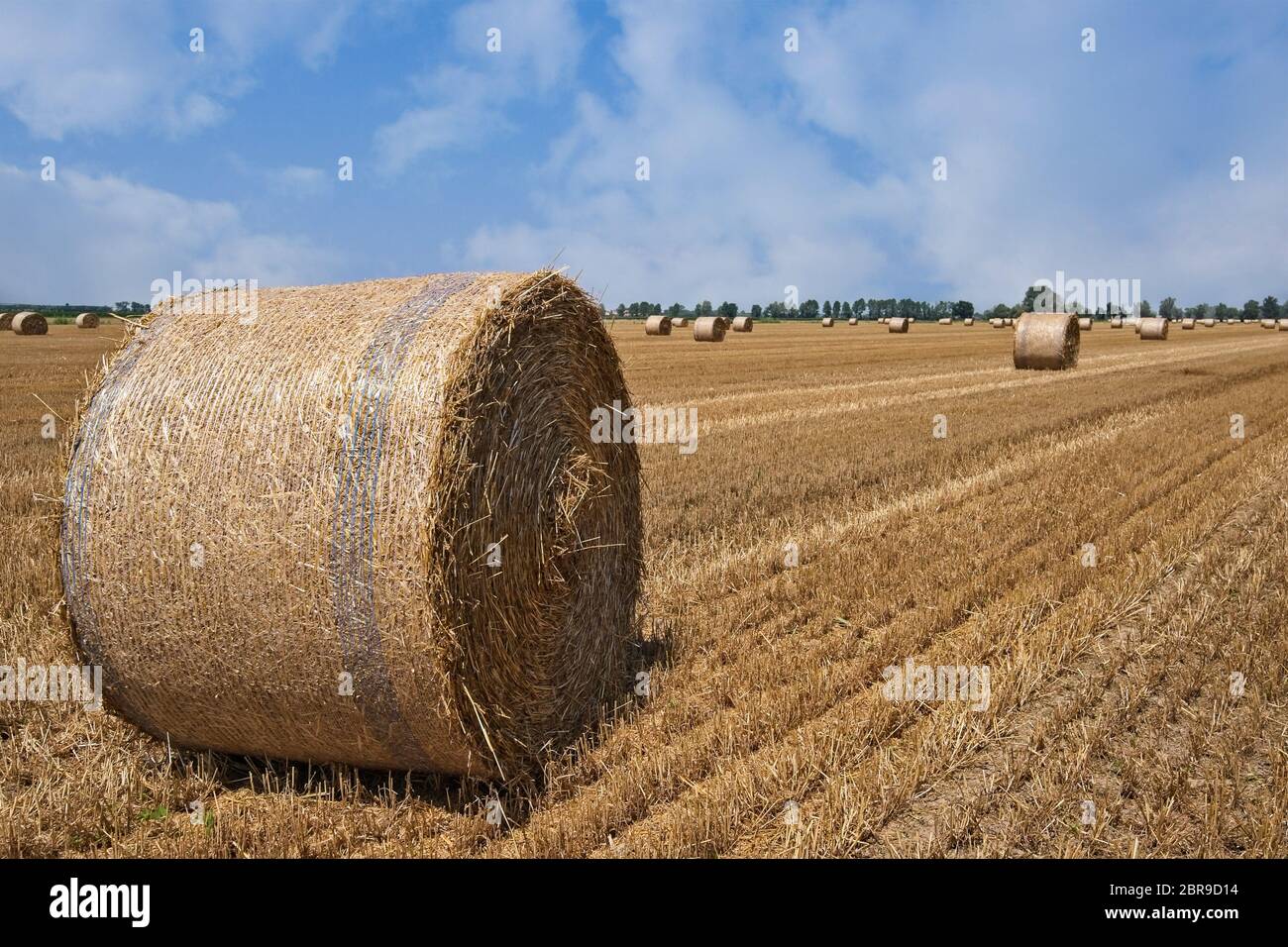 Wheat field after harvest with straw bales Stock Photo - Alamy