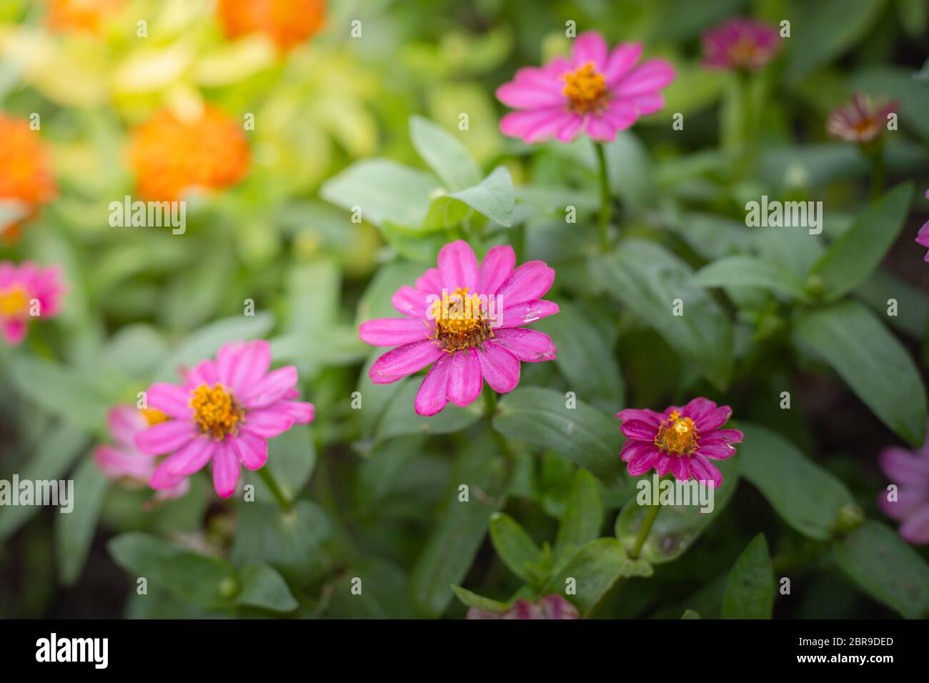 The background image of the colorful flowers, background nature Stock ...