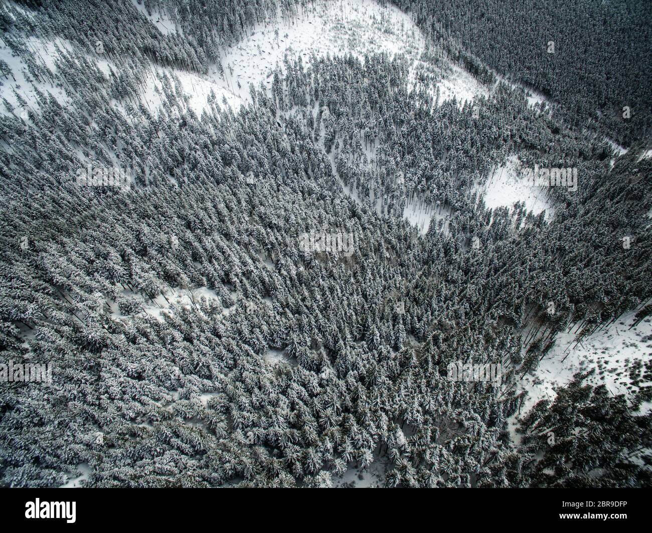 Aerial view of winter forest - trees covered with snow Stock Photo - Alamy