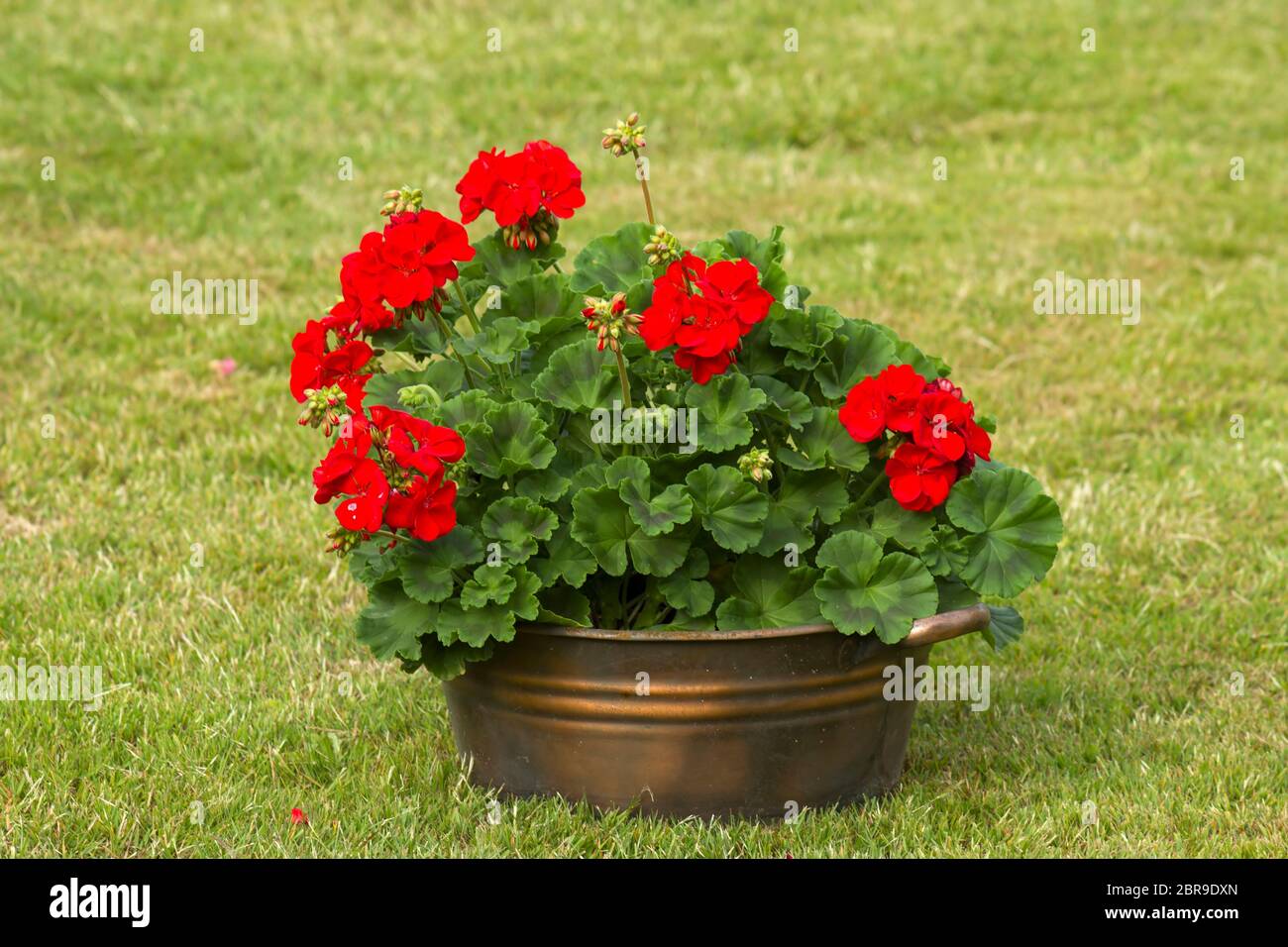 Metal pot with geranium zonal, pelargonium hortorum with red flowers Stock  Photo - Alamy