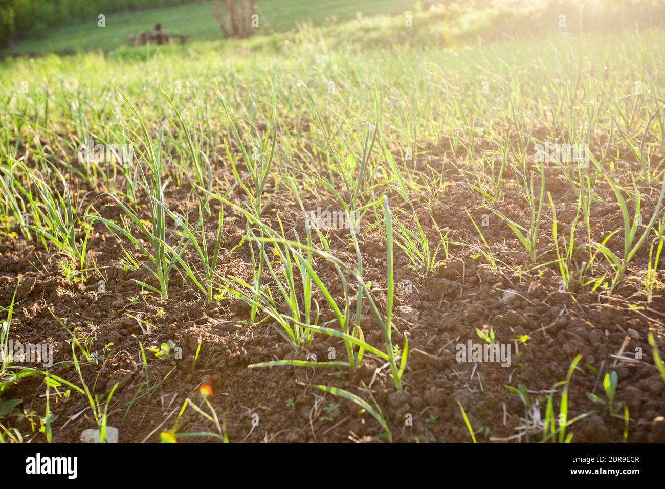 Organic food homegrown vegetable , spring onions garden field Stock ...