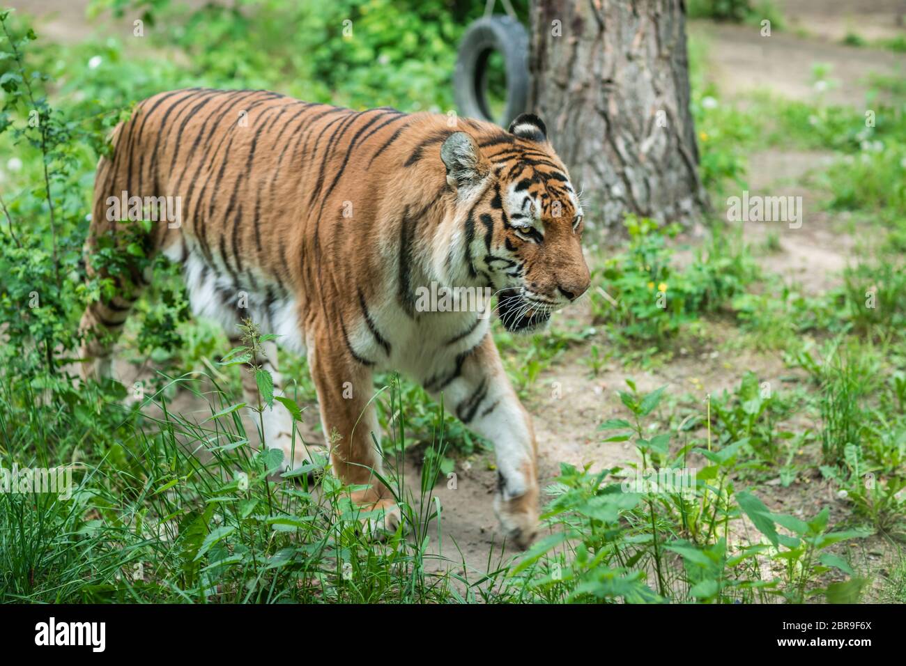 Powerful but sad mighty striped tiger walking in captivity in the zoo Stock Photo