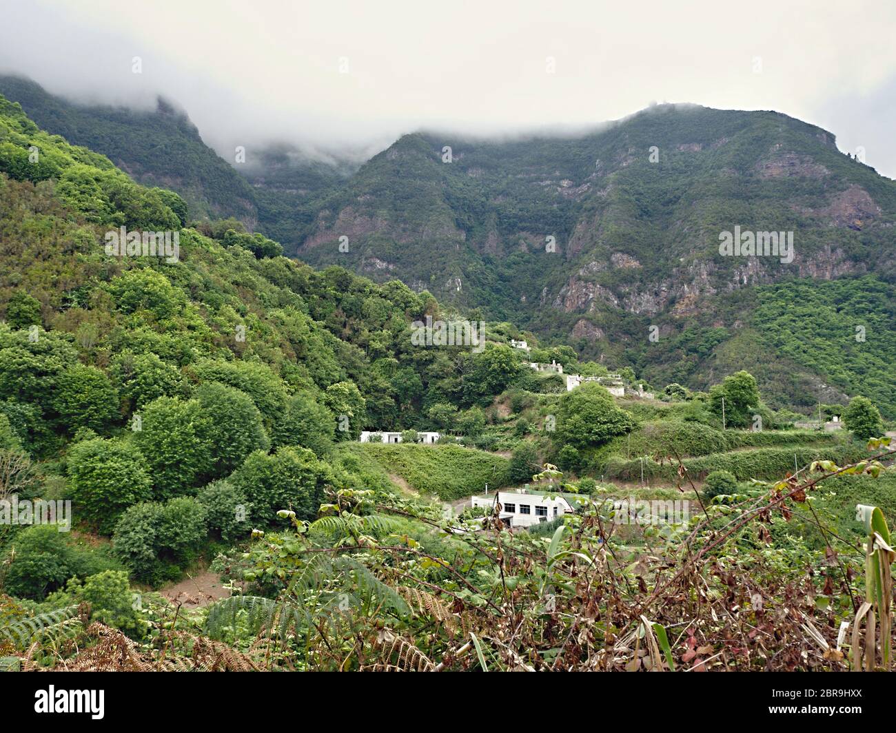 The green and wild high altitude in the north of the Canary Island Tenerife, over Los Realejos. Acacia forests and a massive rocky mountain in the bac Stock Photo