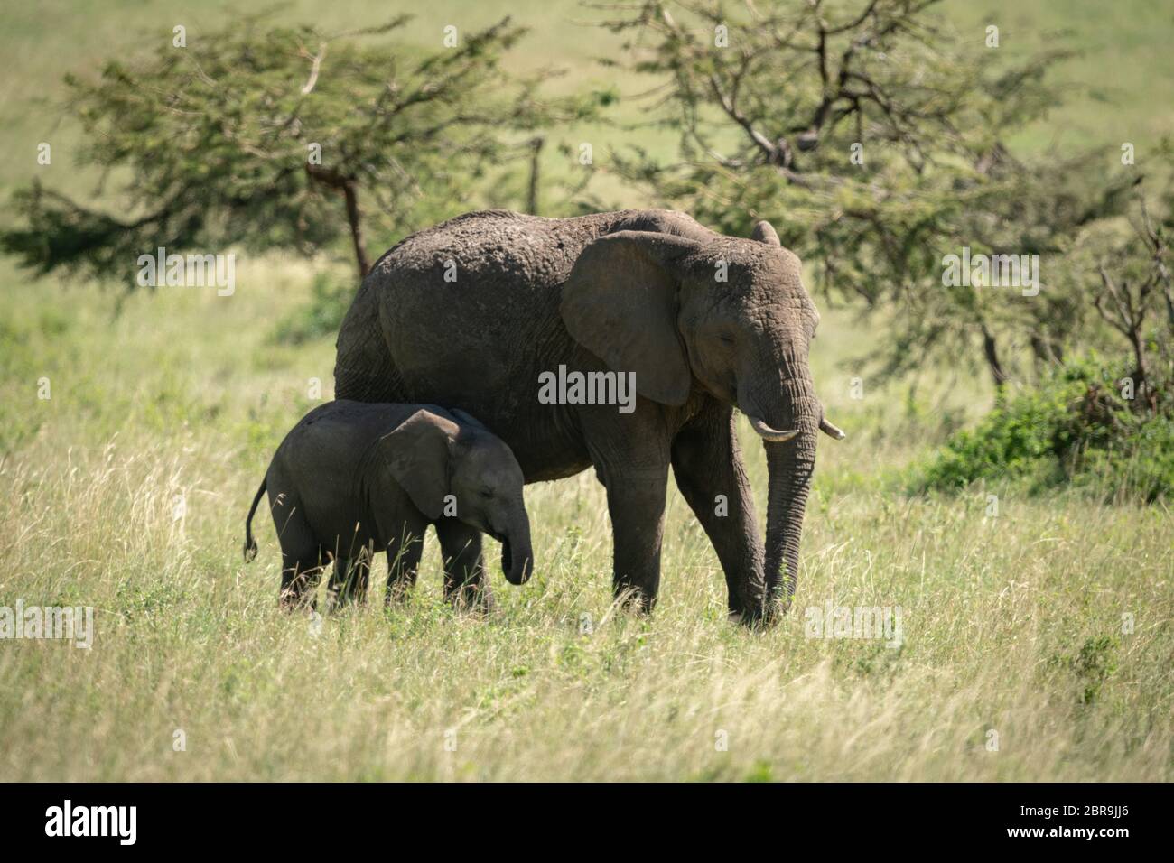 African bush elephant and calf eating grass Stock Photo - Alamy