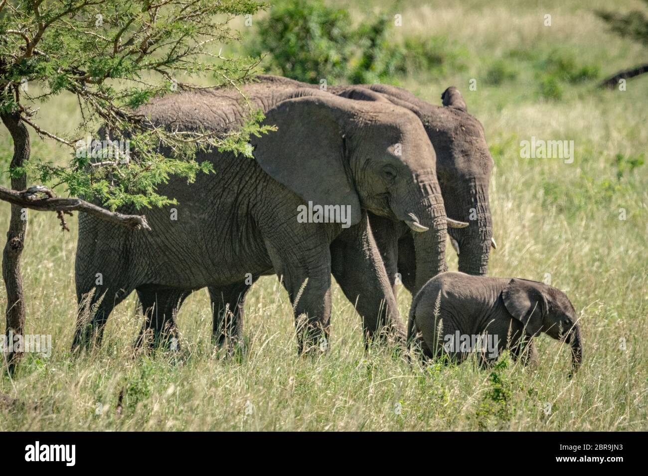 African bush elephants and calf cross grassland Stock Photo - Alamy