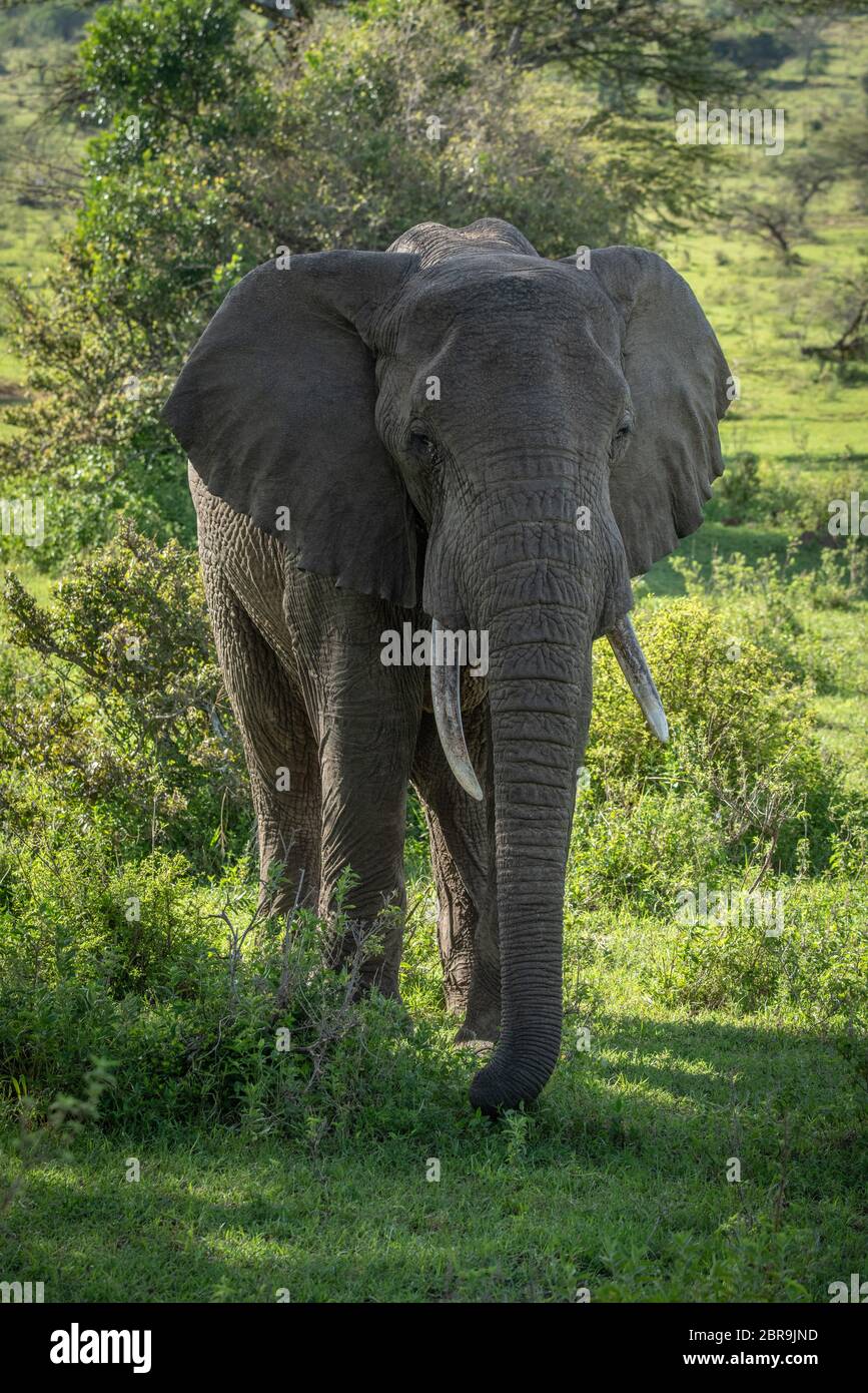 African bush elephant stands amongst leafy bushes Stock Photo - Alamy