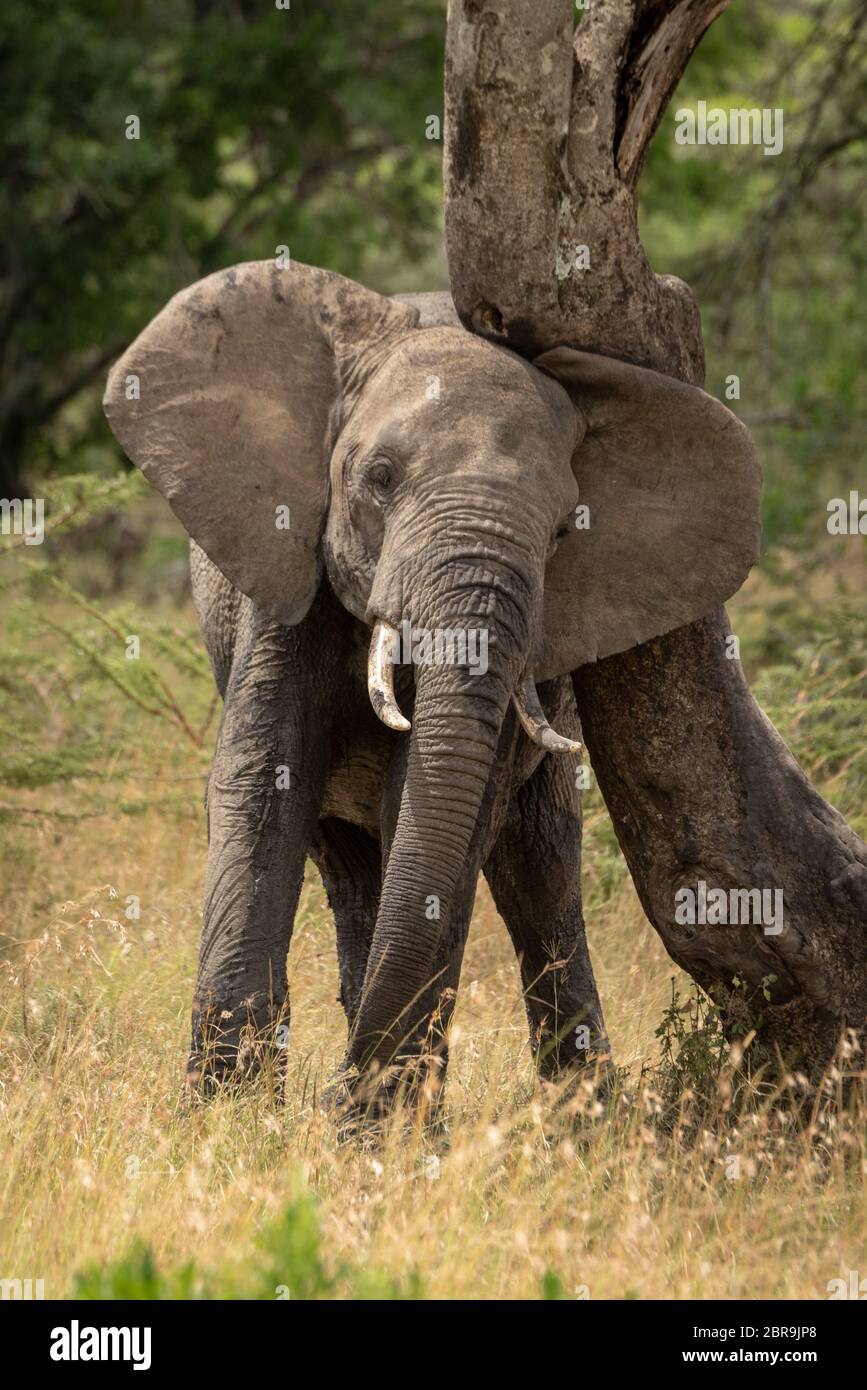 African elephant rubbing its head against tree Stock Photo