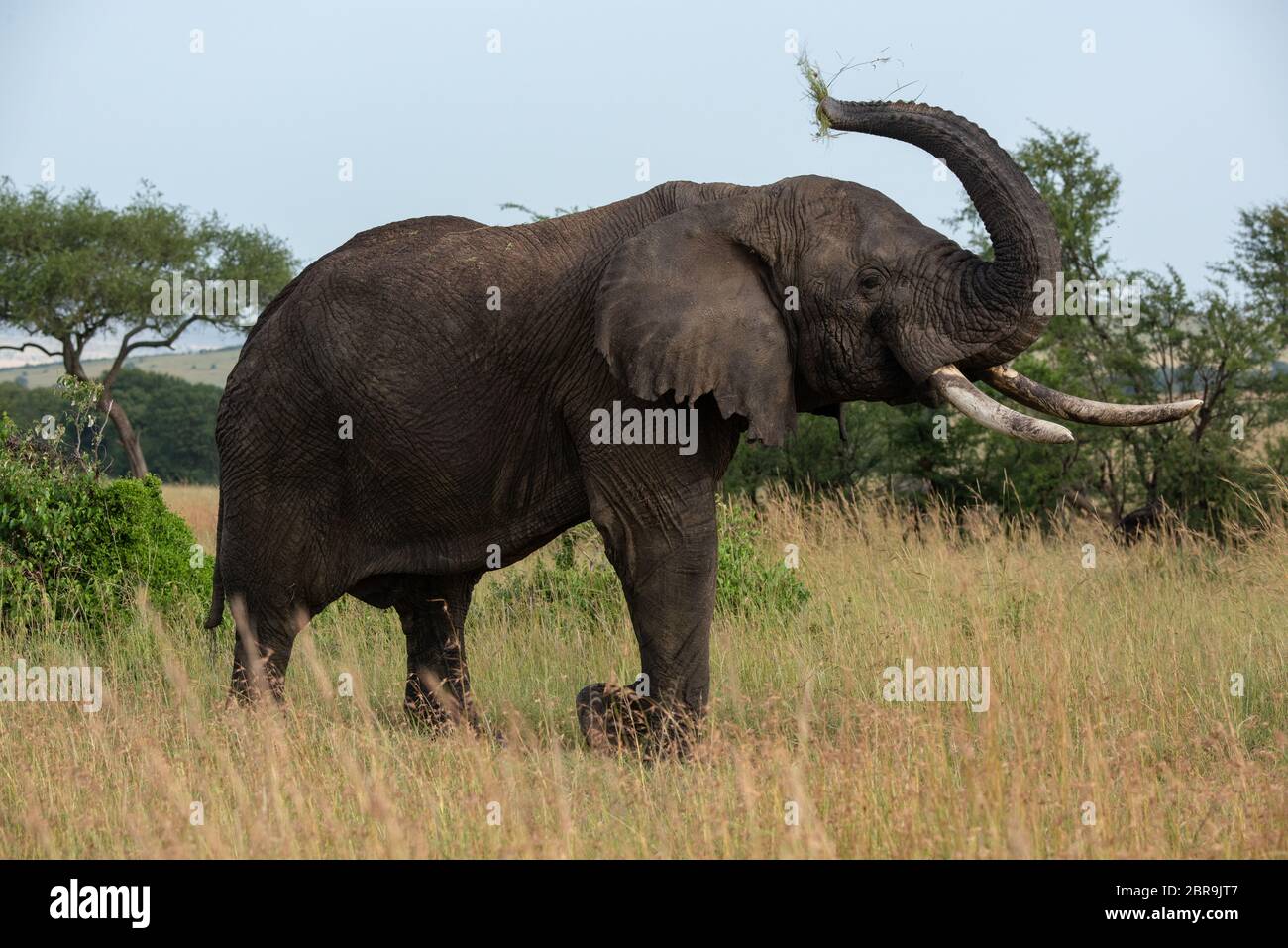 Lifting elephant hi-res stock photography and images - Page 3 - Alamy