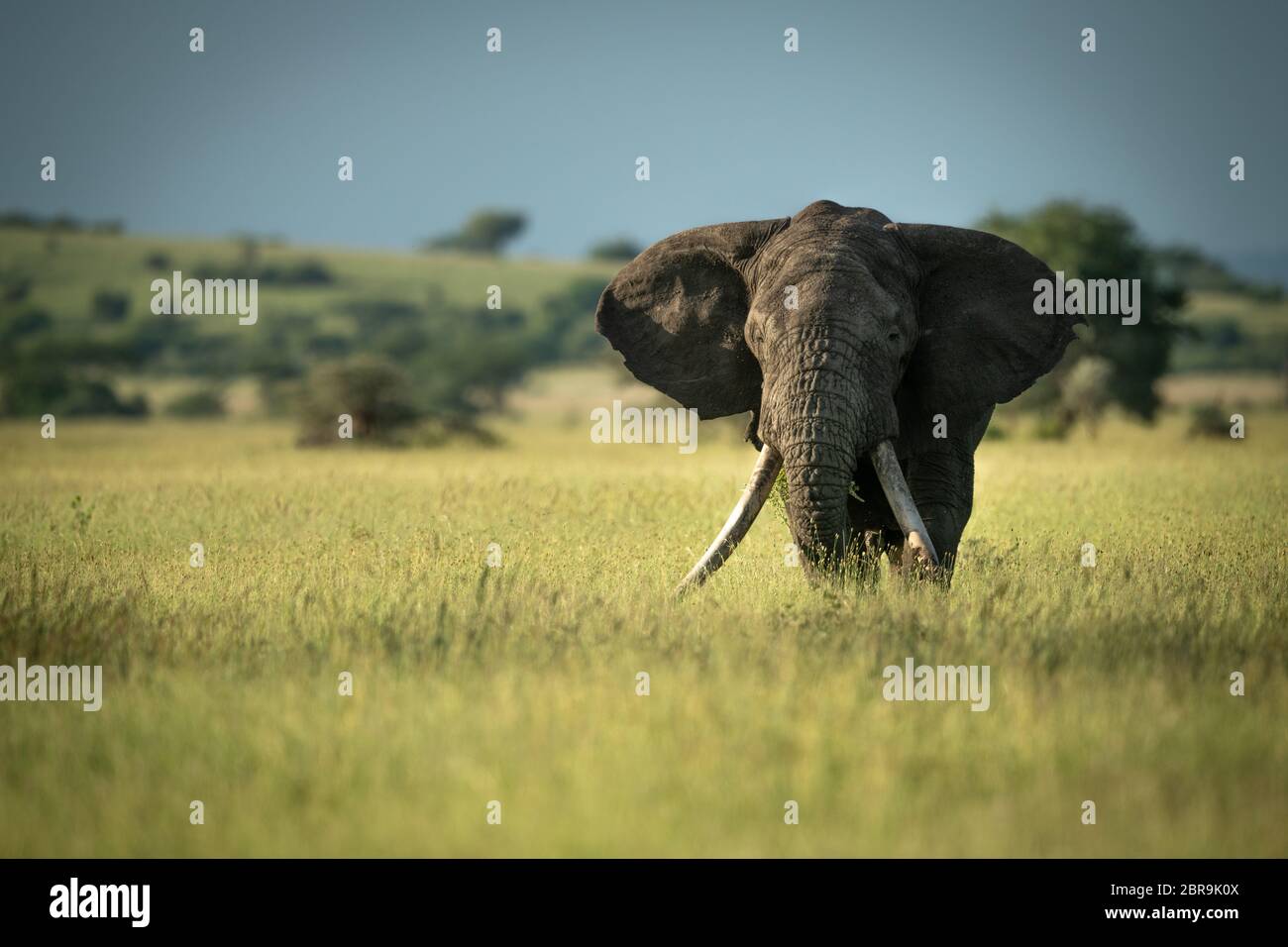 African bush elephant stands in long grass Stock Photo - Alamy