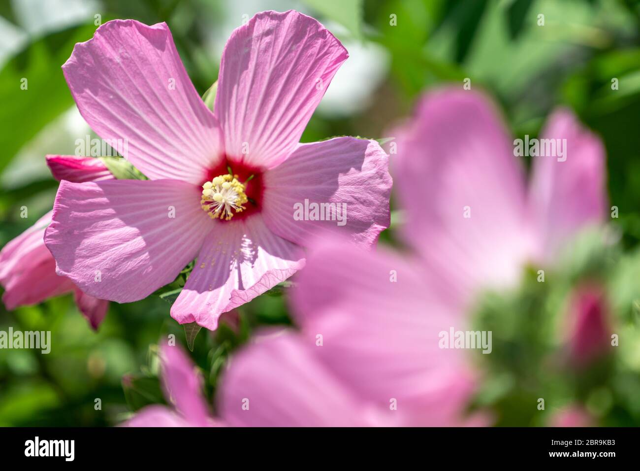 mugunghwa or hibiscus syriacus is Korean national flower. Taken up close  during blooming season in summer Stock Photo - Alamy