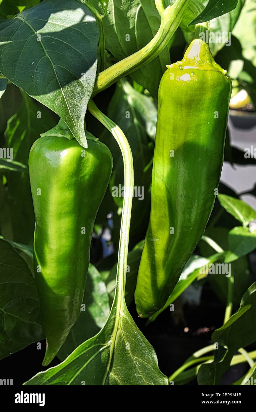 Two green anaheim peppers growing on a steam Stock Photo - Alamy