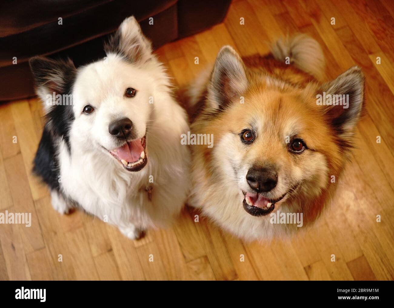 Two loving dogs look up at thier pack leader with love and affection Stock Photo