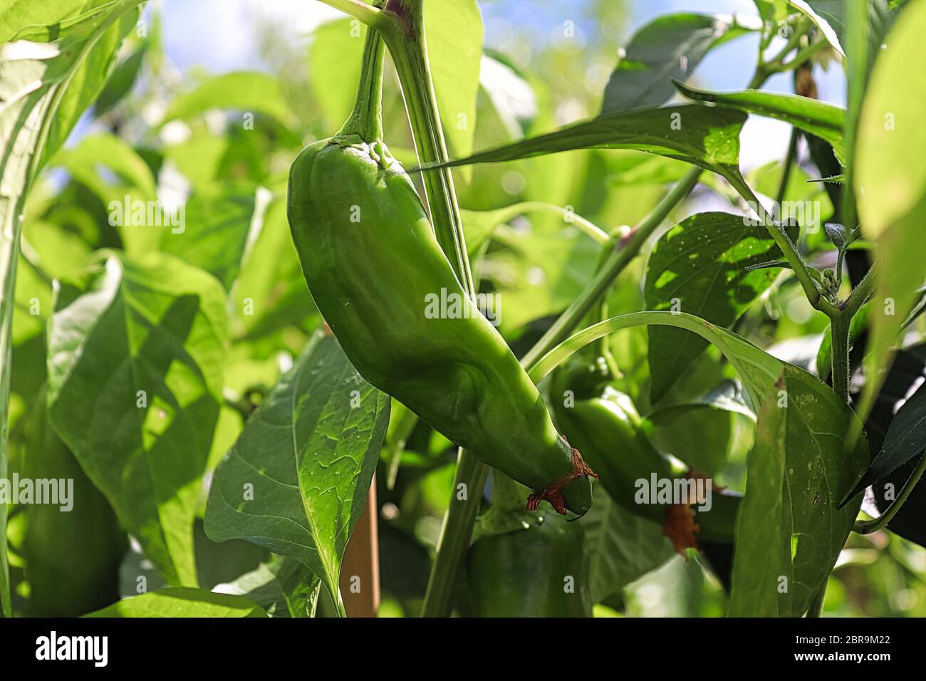 Anaheim Chili Pepper High Resolution Stock Photography and Images - Alamy