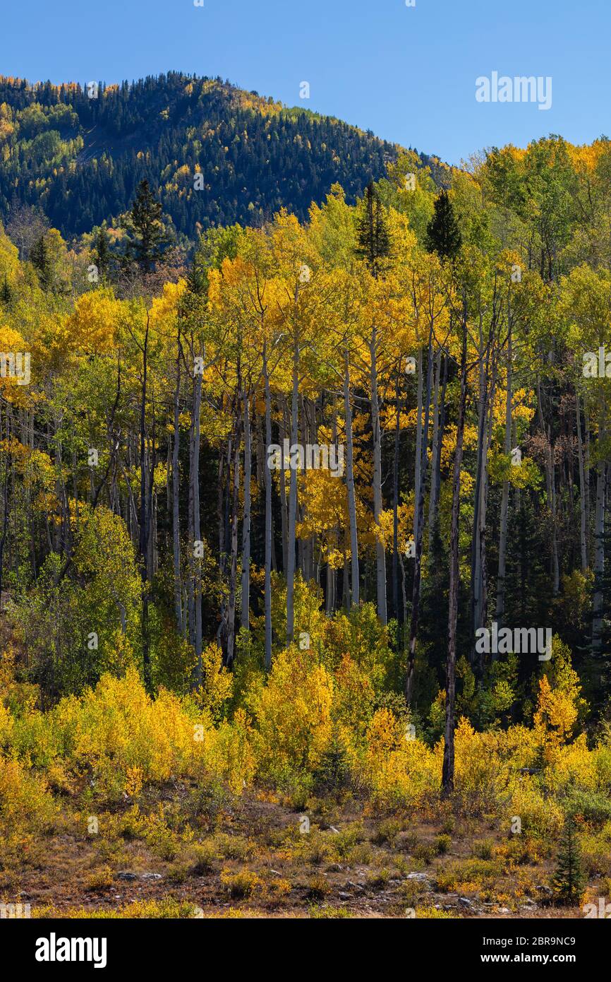 Golden aspens on Lime Creek Road in autumn, San Juan National Forest, San Juan County, Colorado Stock Photo