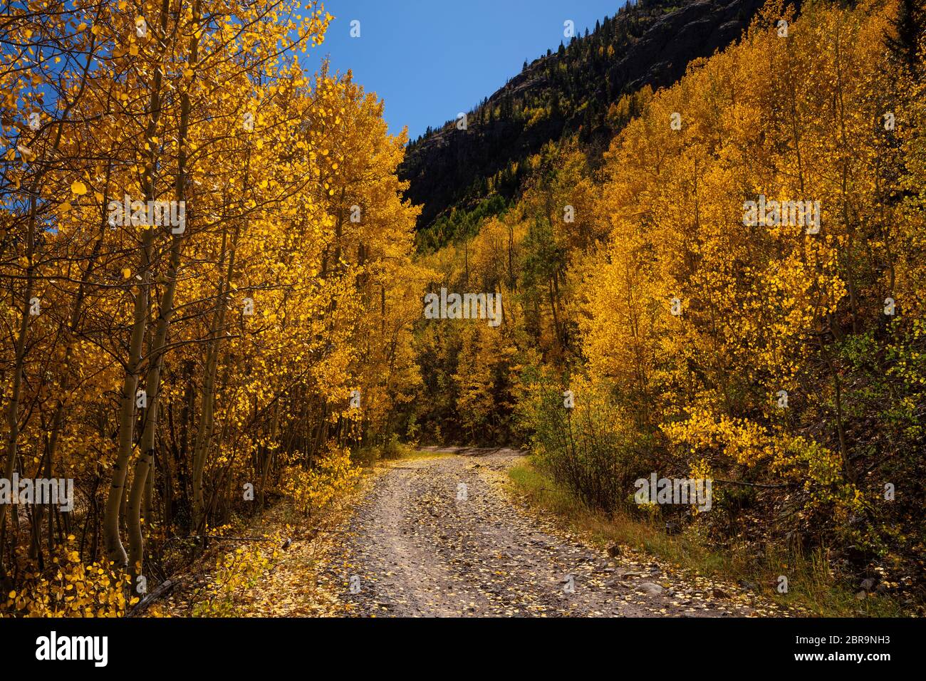 Golden aspen leaves along Lime Creek Road in autumn, San Juan National Forest, San Juan County, Colorado Stock Photo