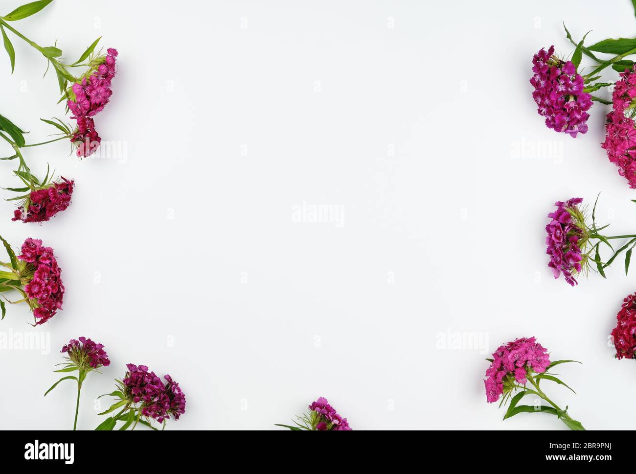 Buds blooming Turkish carnations Dianthus barbatus on a white background, flat lay, copy space Stock Photo