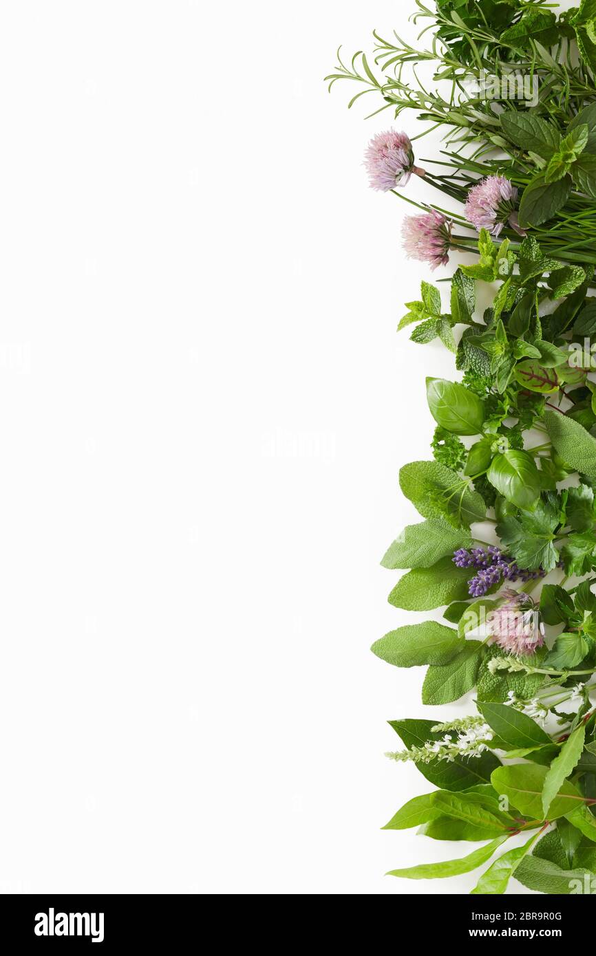 Side border of assorted fresh culinary herbs including, sage, mint