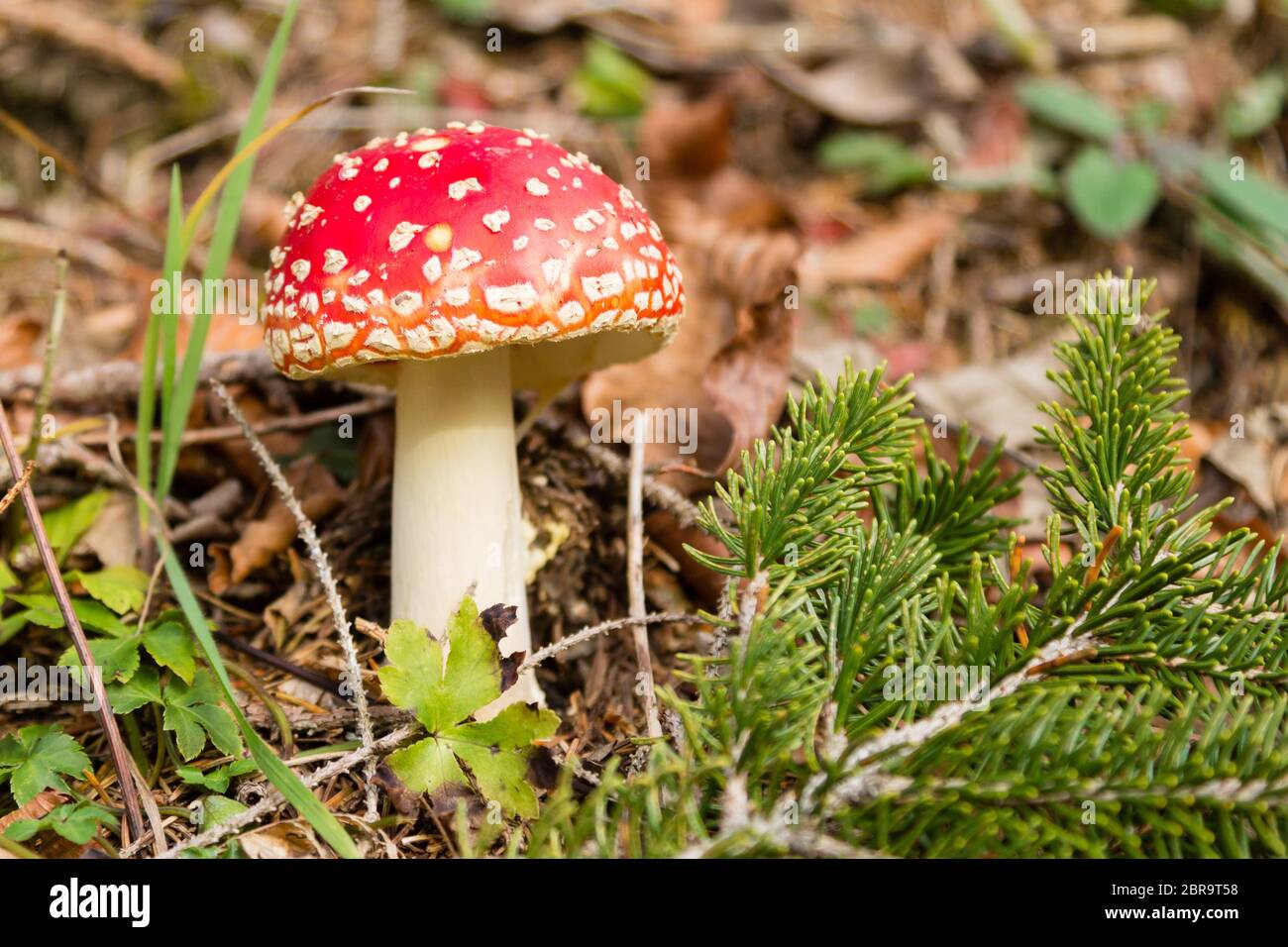 Amanita muscaria mushroom close up. Minimal nature background Stock