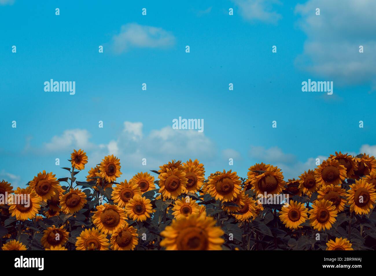 Field of blooming Yellow sunflowers with blue cloudy sky Stock Photo ...