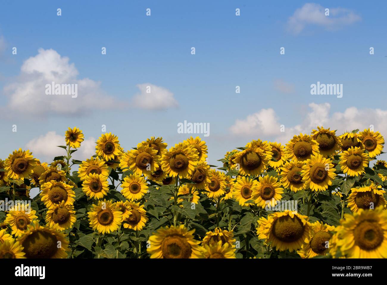 Field of blooming Yellow sunflowers with blue cloudy sky Stock Photo ...