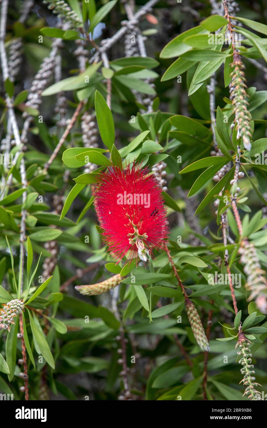 Callistemon citrinus bottle brush red flower in garden Stock Photo
