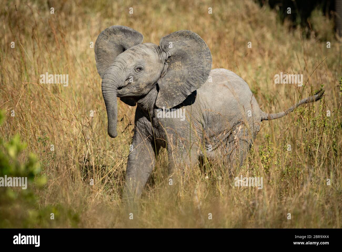 Baby elephant lifts head in long grass Stock Photo
