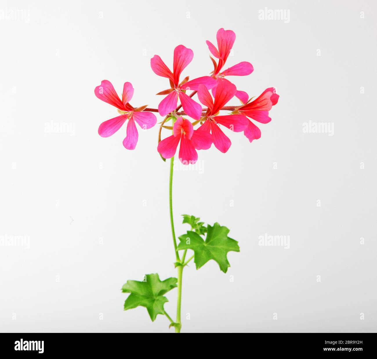 Geranium Pelargonium Flowers Isolated On White Background Stock Photo