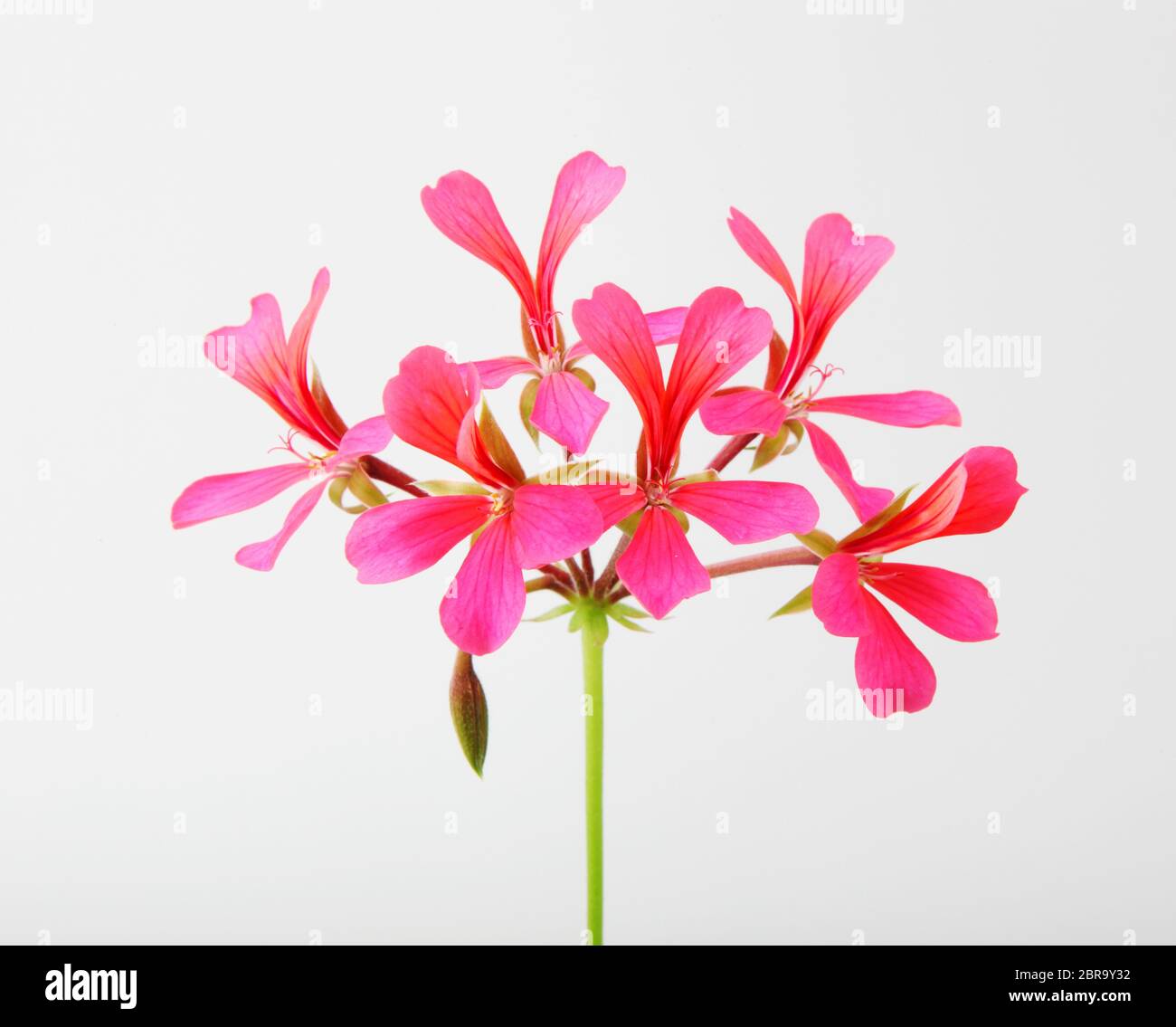 Geranium Pelargonium Flowers Isolated On White Background Stock Photo